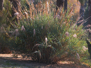 Vivers Càrex - Arundo plinii